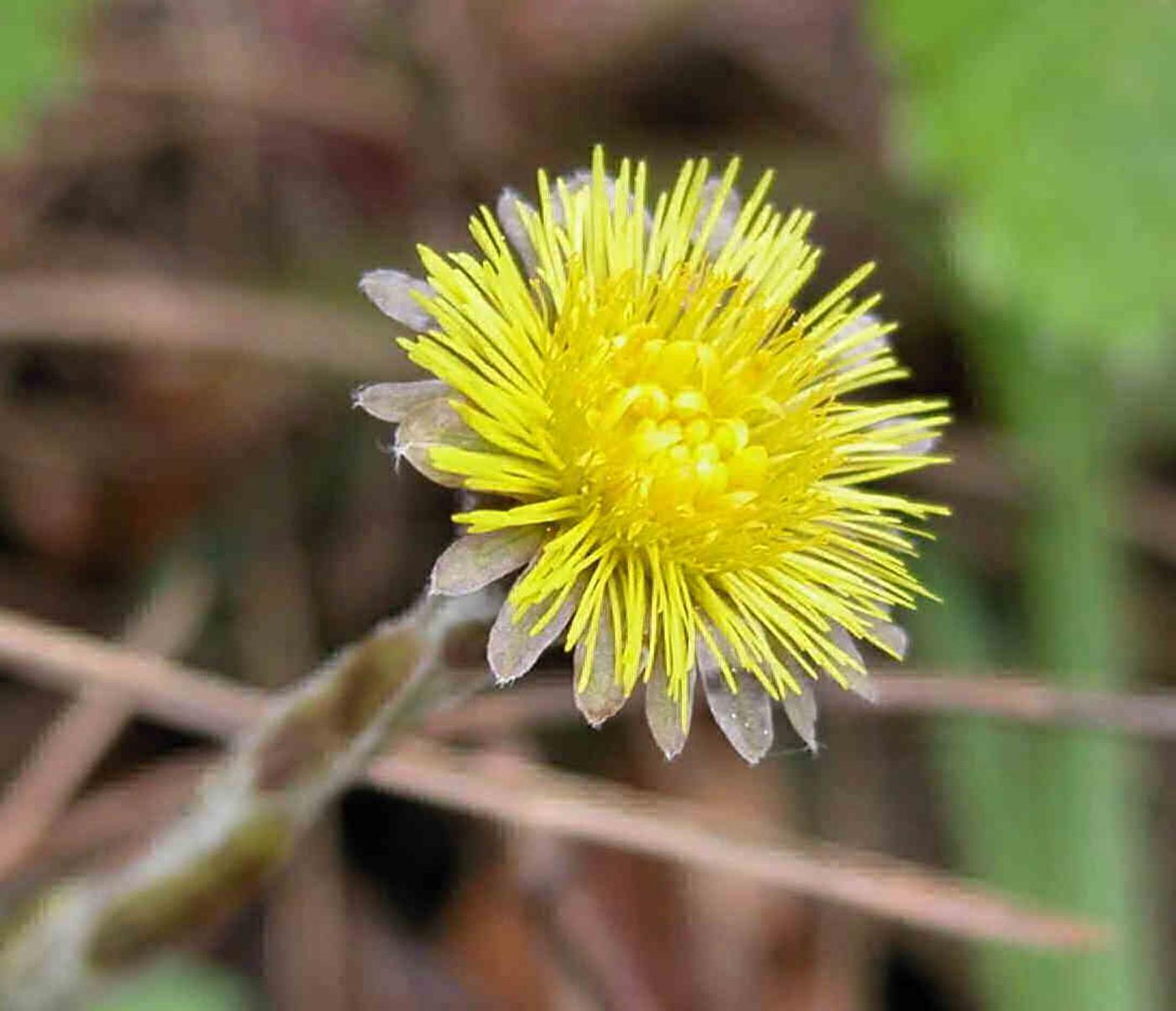 Coltsfoot flower